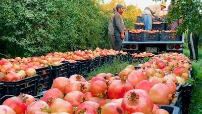 فيديو: الرمان “الحلو جداً” وصل من الضلوعية والحامض في الطريق