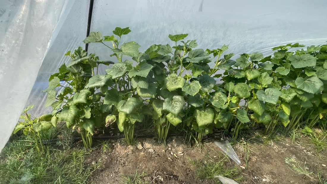 Basra okra fetching $13 per kilo