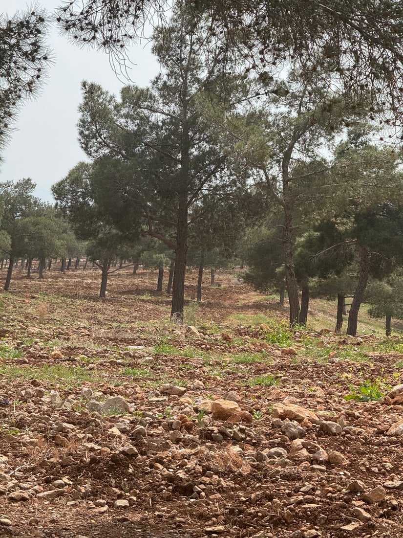 زەوییەکانی پاڵاسی کۆیە کێڵدراون و چیتر به‌كه‌ڵكی گەشت و سه‌یرانى هاوڵاتیان نه‌ماون