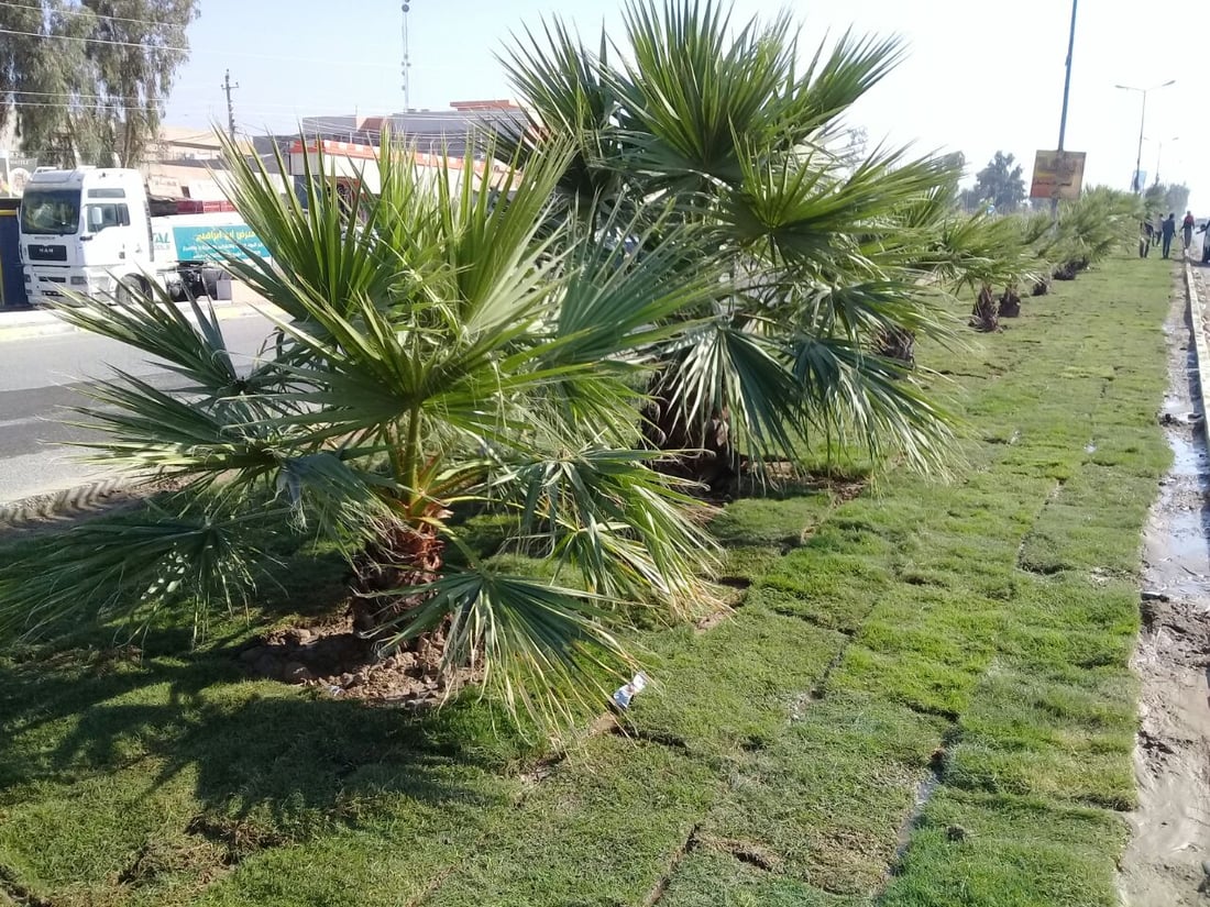 صور: بلدية آلتون كوبري طردت الكلاب السائبة من الجزرة وفرشت “الثيل”