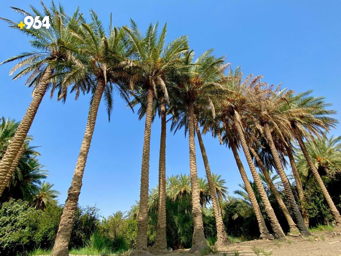 صور من القائم: موسم “طبخ التمر” انتهى.. حان الوقت لصناعة الدبس والتحضير للمدكوكة