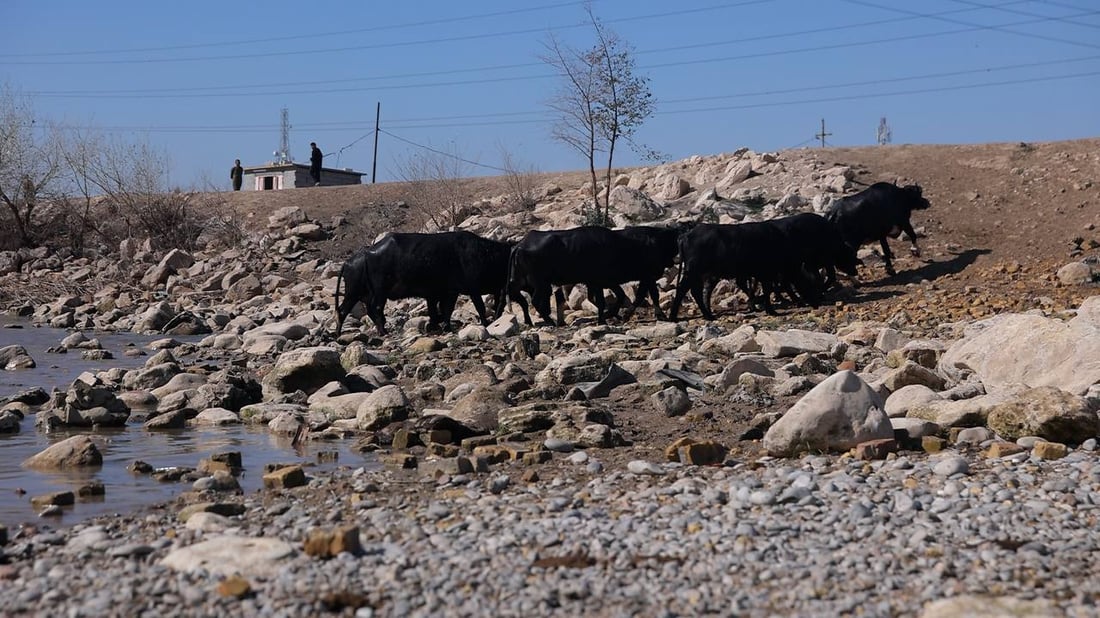 كل جاموسة تلتهم 15 كغم يومياً.. الجفاف انتهى والأعلاف بقيت غالية في الكوت