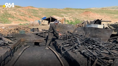 بەرهەم هێنانی خەڵوز لە کۆیە