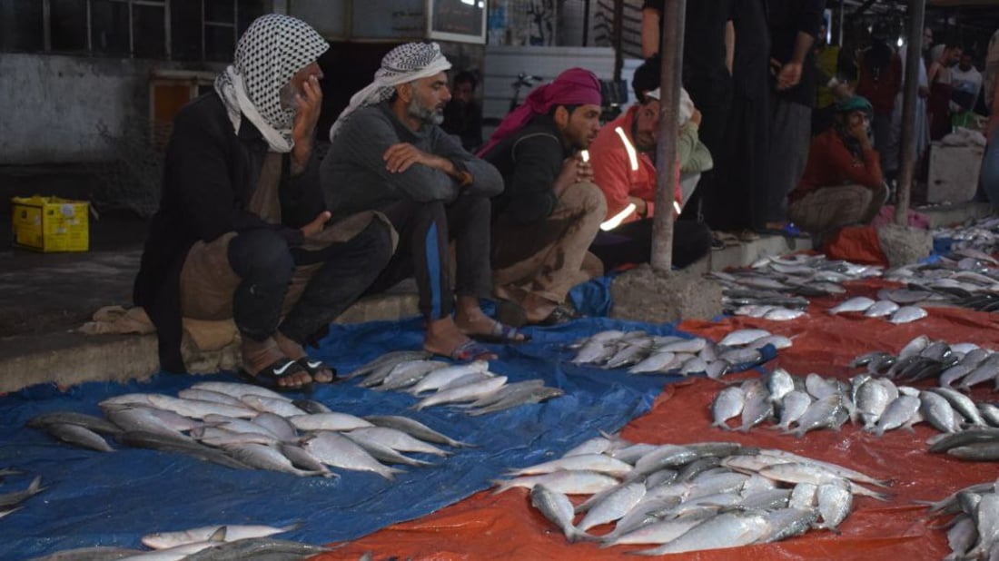 “مسموطة” العيد تشعل مضاربات مزاد الفاو.. الصبور يتراجع أمام سمكة “الضلعة”