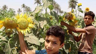 عباد الشمس يتقاعد ويكتفي بحماية الباميا العراقية.. مشاهد من الحقول