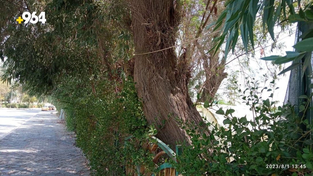 صور: طويريج تضع حراساً على 75 شجرة معمرة لحمايتها من الحطابين