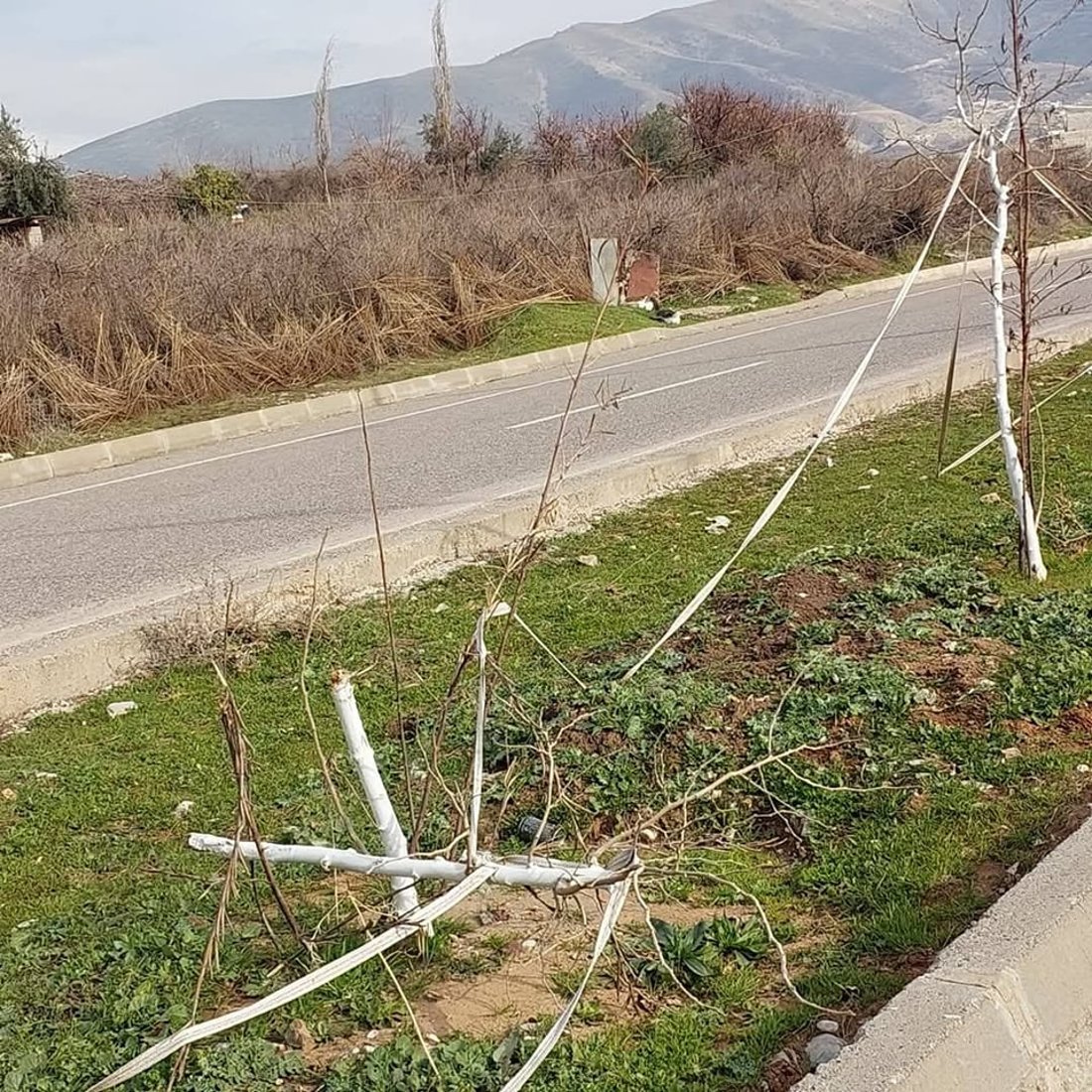 دەیان نەمامى توو لە هەڵەبجە شکێنراون