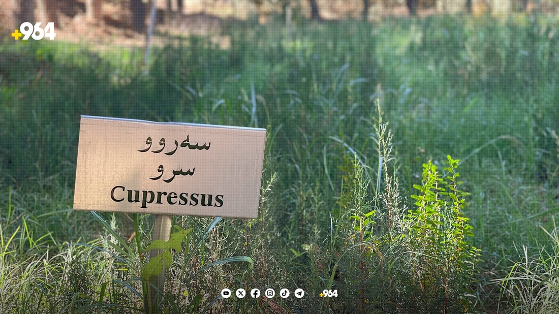 لە ناوەڕاستی ئەم مانگەوە نەمامێک بە 500 دینار بکڕە