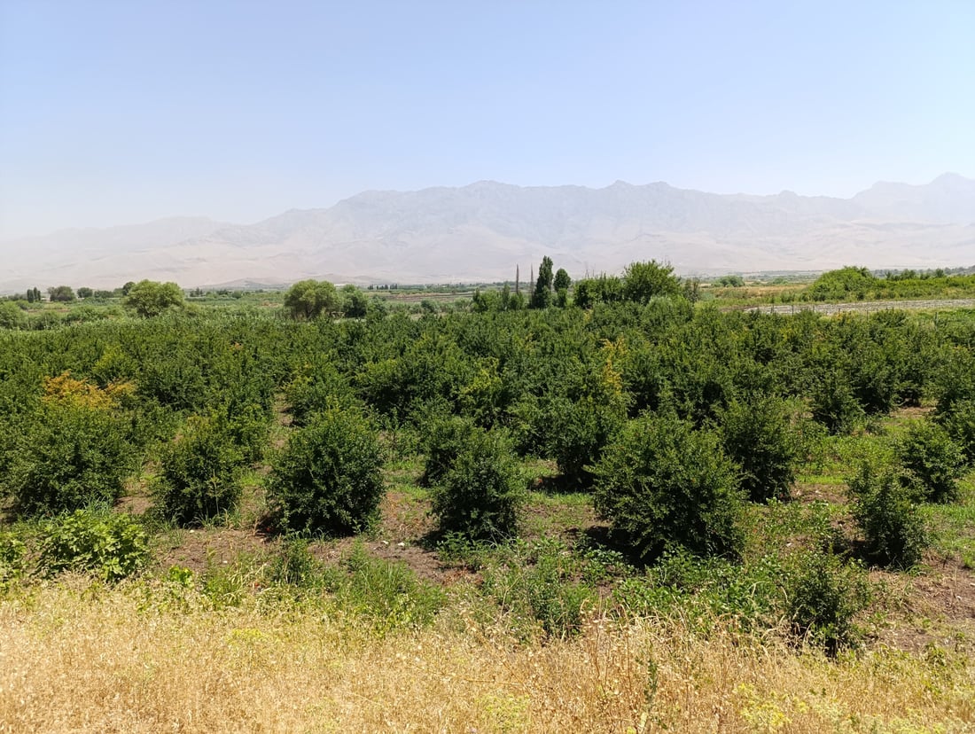 باخە هەنارەکانى هەڵەبجە نەخۆشن