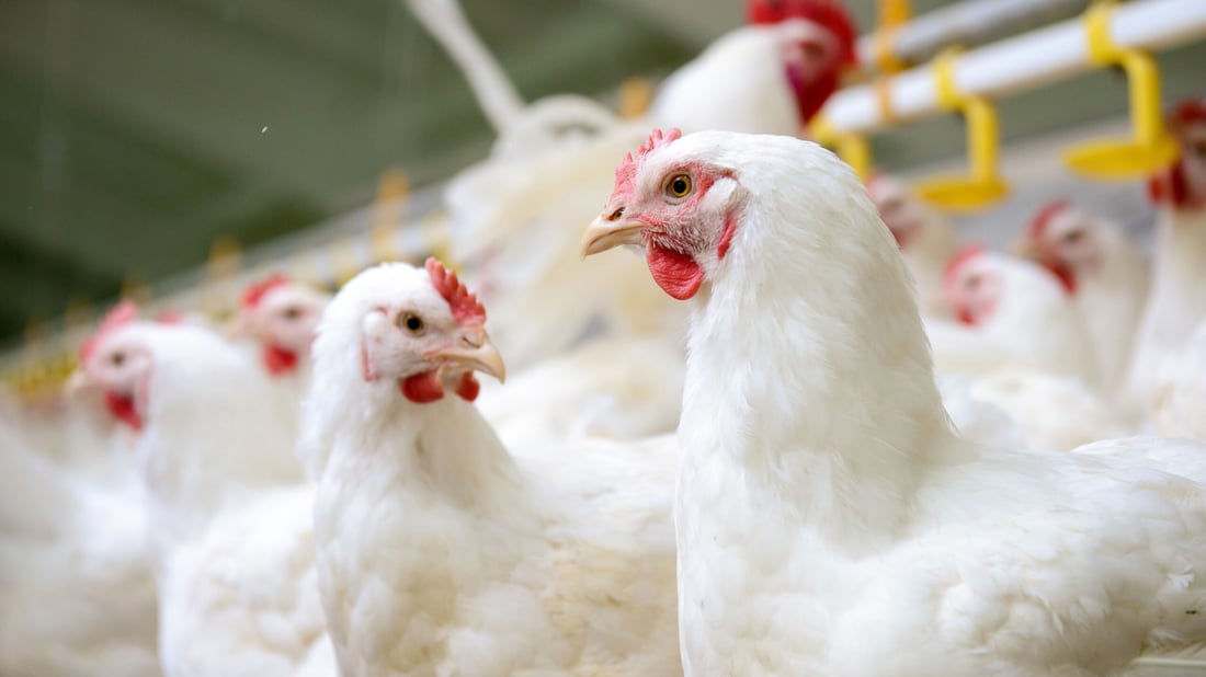 كمية الهلاكات فوق المعتاد.. نيوكاسل وغامبورو يرفعان أسعار الدجاج في السليمانية