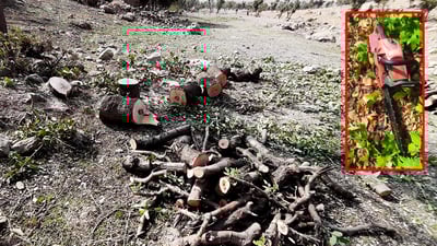 له‌ برادۆست بڕینى دارى ته‌ڕ سه‌ریهه‌ڵداوه‌ته‌وه‌ و ژینگه‌ش رێكاره‌كانى تووند كردووه‌