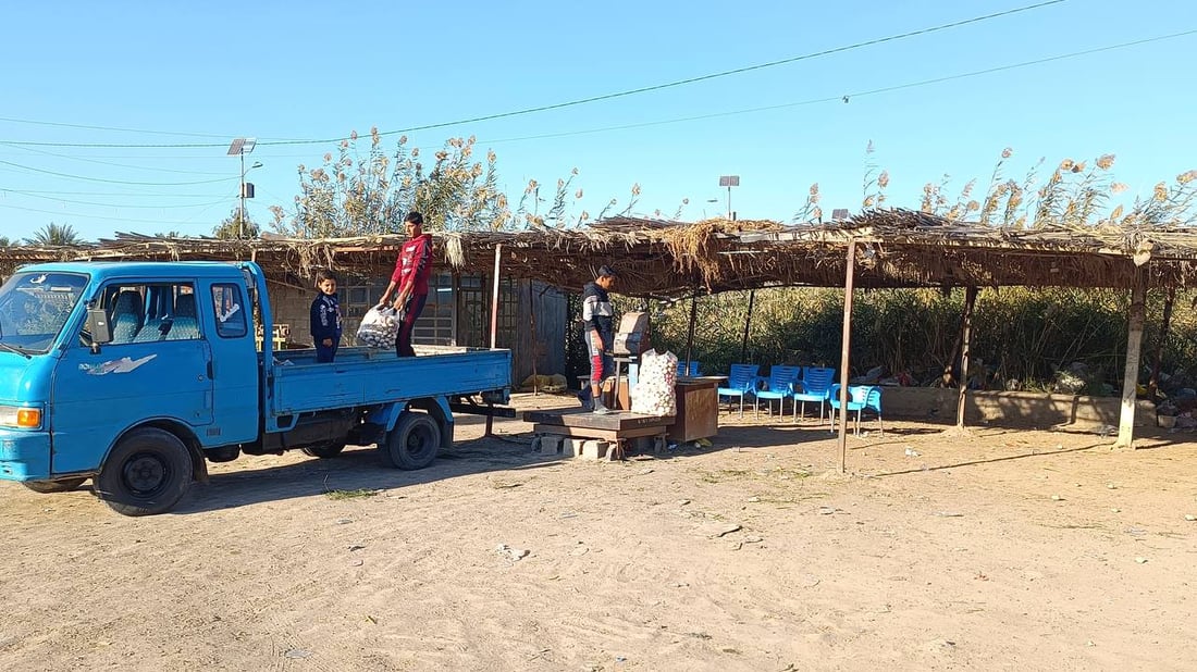 حصاد الشتاء بدأ في الرضوانية والعلاوي تبيع ما تبقى من محاصيل الصيف (صور)