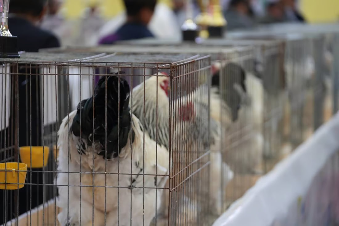 Beauty contest for chickens draws enthusiastic participants from across Iraq
