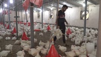(فيديو) 400 حقل دواجن تستغيث على أطراف بغداد: راقبوا تجار ...