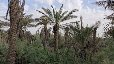 فيديو: نقص “محولة” يقطع ماء الفرات عن آلاف النخيل في سوق الشيوخ.. لم تثمر وستموت!