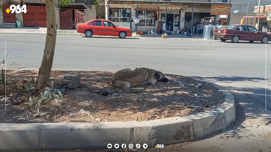 تەنیا مانگی سێ 78 حاڵەتی گەستنی سەگ لە هەولێر هەبووە