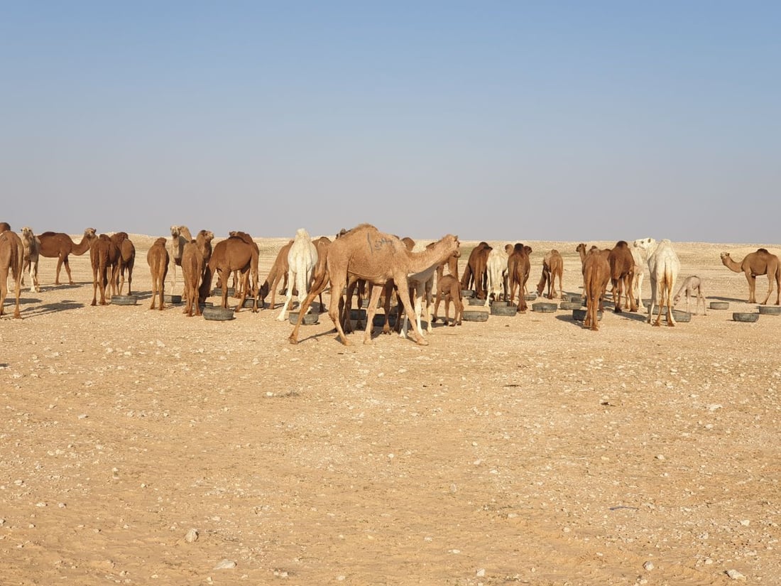 كل شيء عن إبل العراق.. الجودية بـ60 مليوناً.. وناقة الرمادي رخيصة للولائم