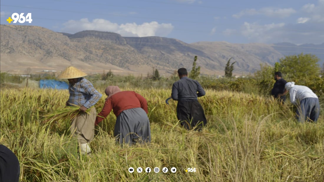 لە پیرەمەگروون برنجی گوندی چاڵاخ پێگەیشت