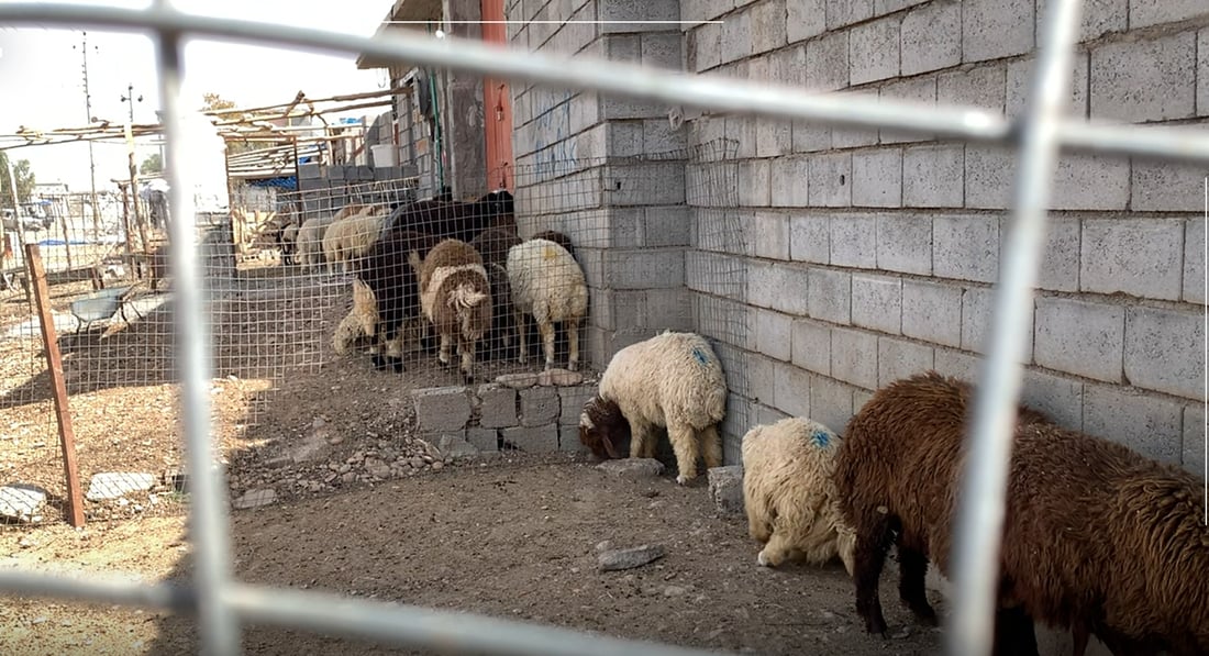 لە گەرمیان نزیکەی 600 هەزار سەر ئاژەڵ شۆردراون