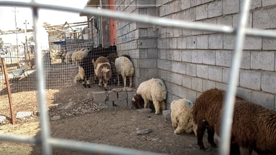 ئاژەڵەکانی کەلار ساغ ناکرێنەوە و خاوەنەکانیان گلەیی دەکەن