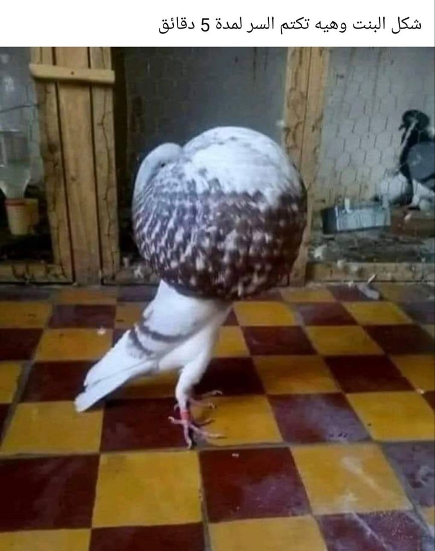 350 ألف عراقي في “تجمع التافهين”: لسنا مجانين ونمنع خدش الحياء وكرة القدم (صور)