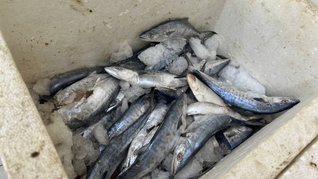 أسماك النهر والبحر متوفرة في الأعظمية.. أسعار 20 صنفاً من محل القبطان (صور)