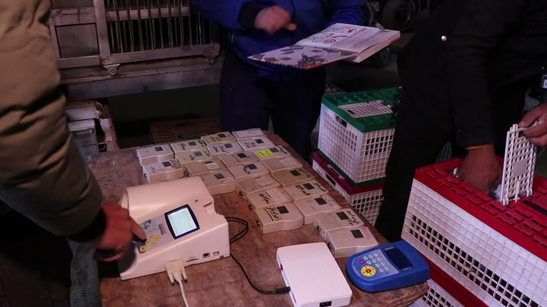 Annual racing competition for homing pigeons kicks off in Kut