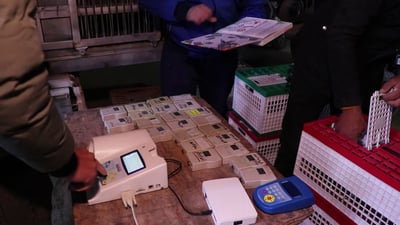 Annual racing competition for homing pigeons kicks off in Kut