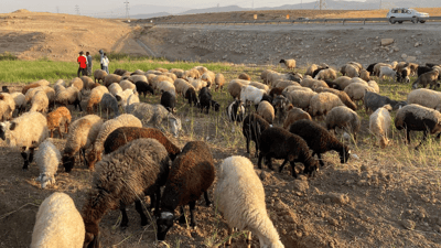 جوتیارانی هەریر و باتاس دەست بەئەژنۆ و رەنج بەخەسارن