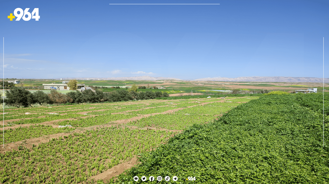 گەنجێکی چەمچەماڵ كارى جیاواز له‌ كشتوكاڵ ده‌كات