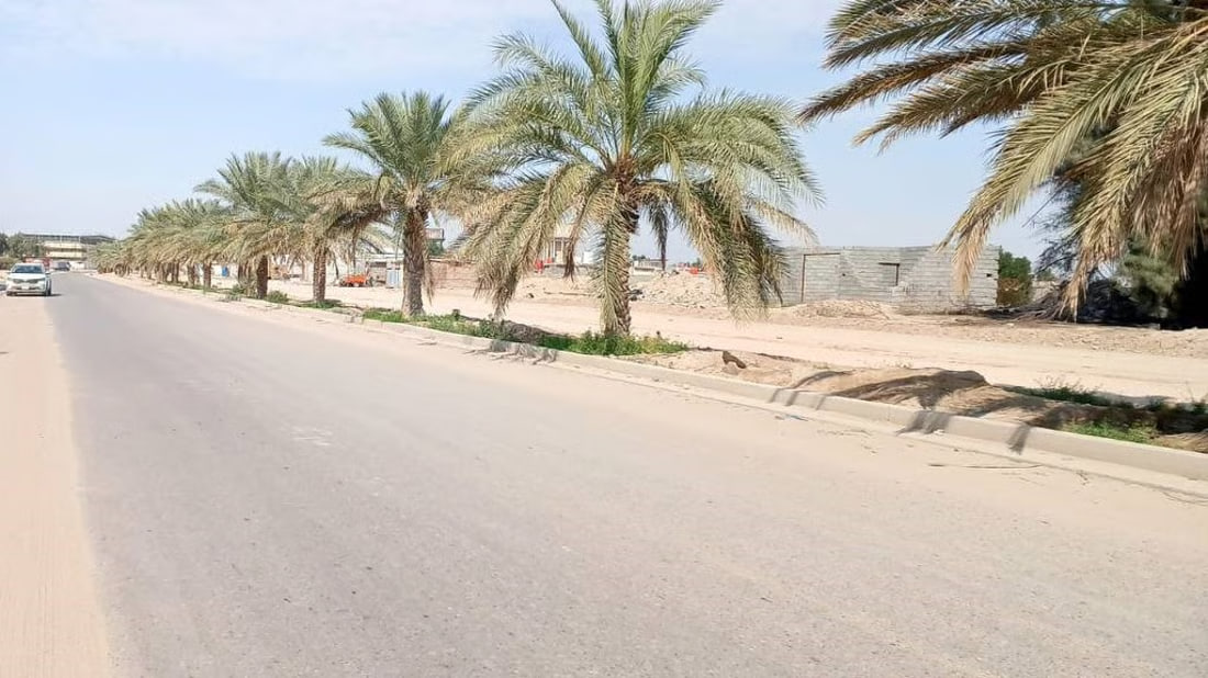 Umm Qasr launches palm tree care campaign