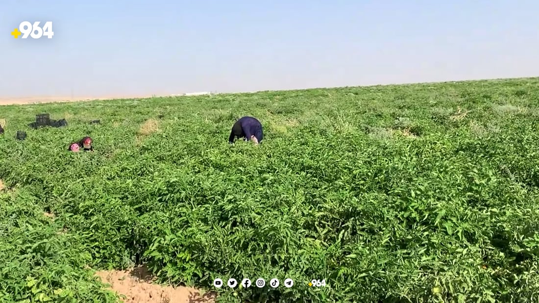 بەراز رەنجی جوتیارانی کفری بە “با” دەدات