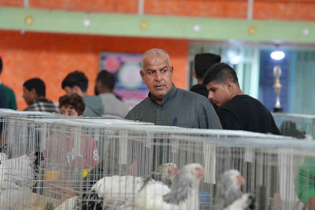 صور: دجاجة بصراوية وديك أربيلي أجمل طيرين في العراق.. مسابقة بإشراف تركي