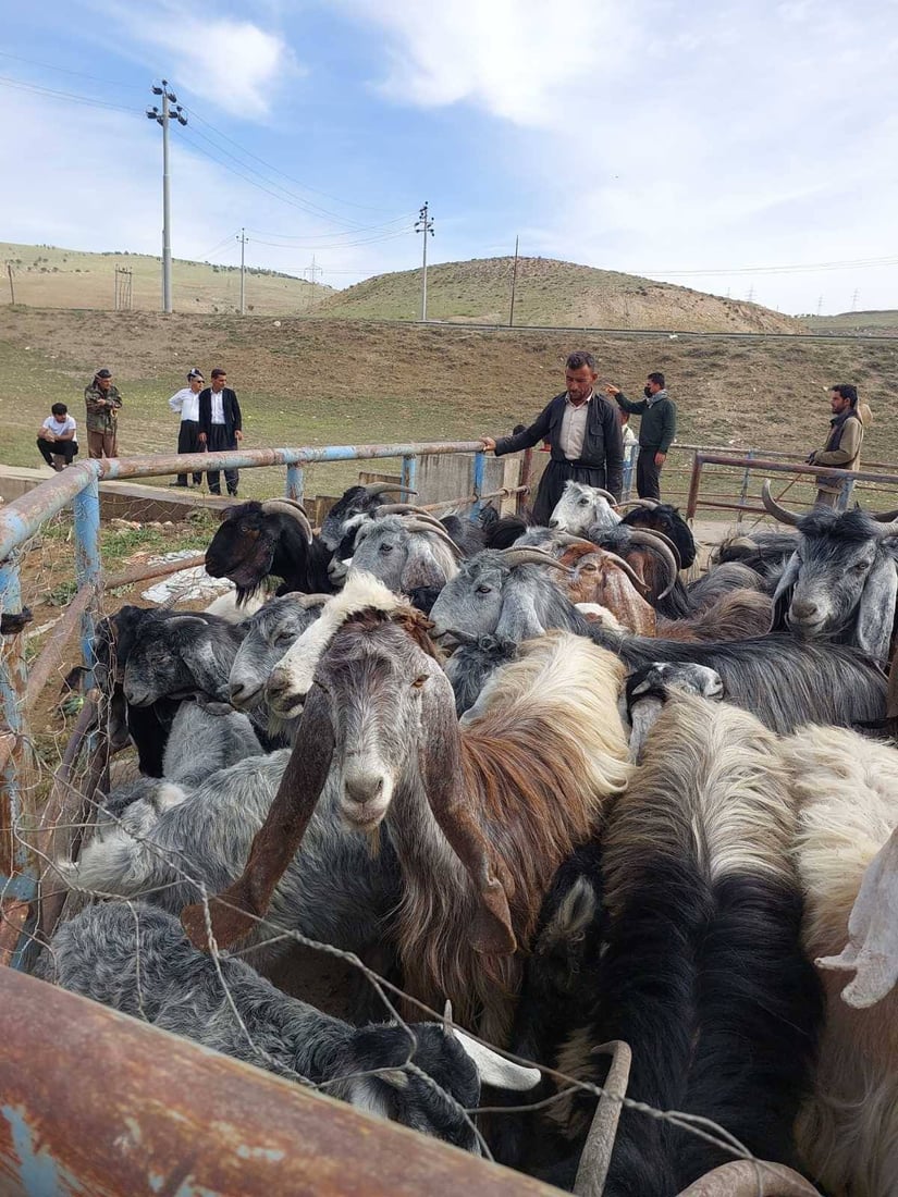 وەزارەتی کشتوکاڵ هەڵمەتێکی بۆ پشکنینی شوێنی بەخێوکردنی ئاژەڵ دەستپێکرد