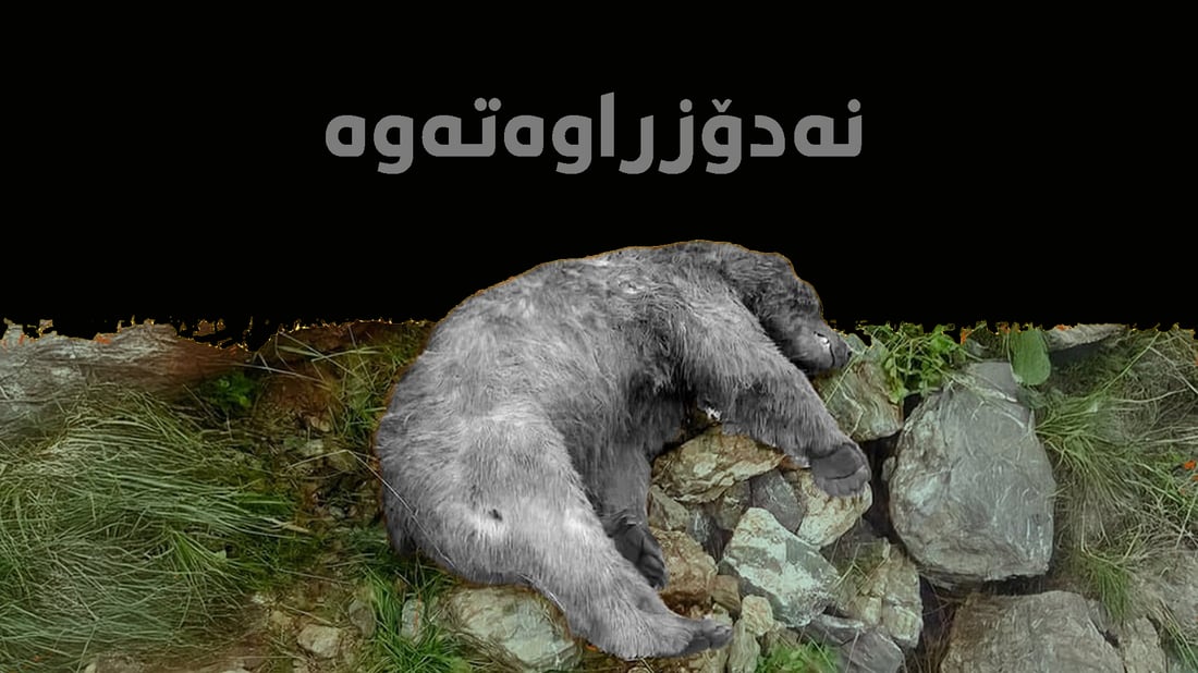 تاوه‌كو ئێستا ورچه‌ كوژراوه‌كه‌ى باڵه‌كایه‌تى نه‌دۆزراوه‌ته‌وه‌