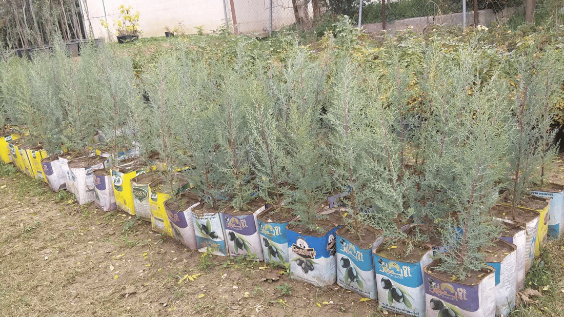 ئەو درەختانەی ئاژەڵ خواردوونی شارەوانی دیسان دەچێنێتەوە