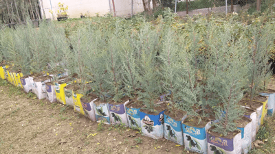 ئەو درەختانەی ئاژەڵ خواردوونی شارەوانی دیسان دەچێنێتەوە