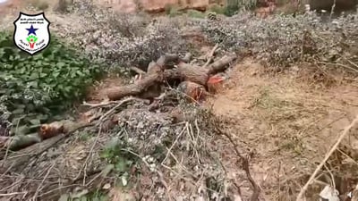 لە سەنگاو کەسێک نزیکەی 100 داری سروشتی بڕیوەتەوە