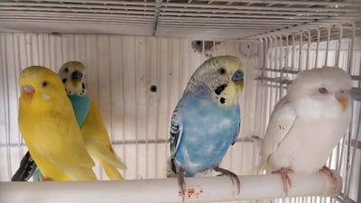 Lovebirds as New Year’s gifts in Al-Qa’im
