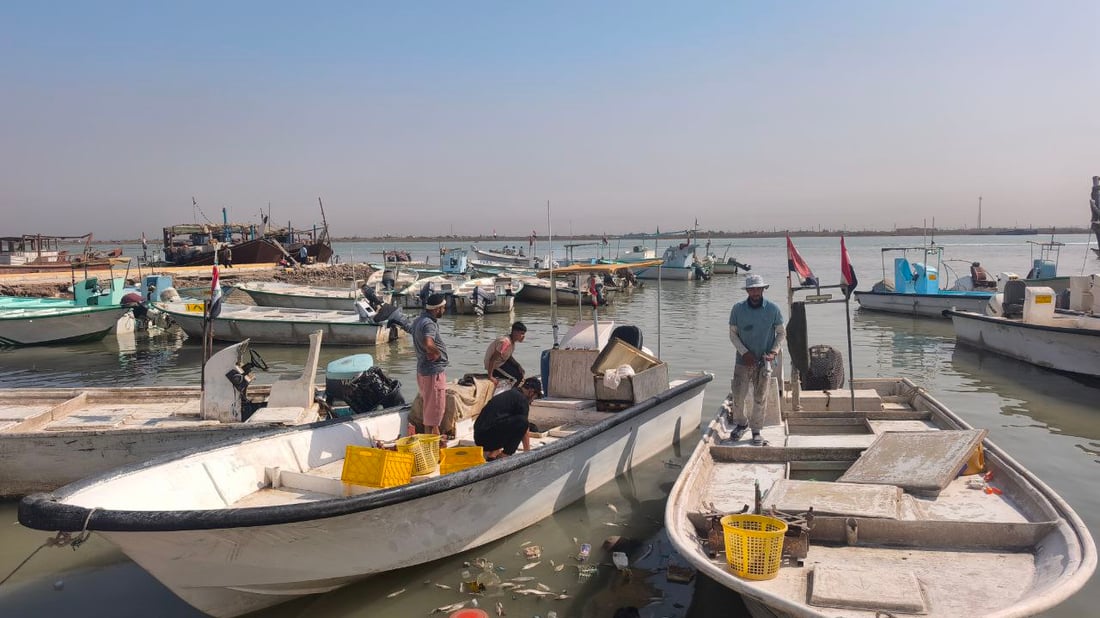 الحمرة والروبيان يفتتحان مزاد النقعة بكميات وفيرة على حساب الزبيدي والصبور
