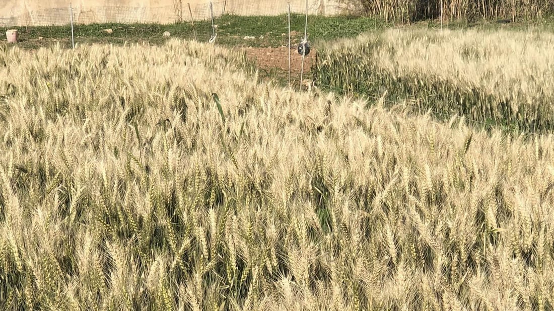 گەنمە زستانییەکەی کۆیە سەرکەوتوو بوو