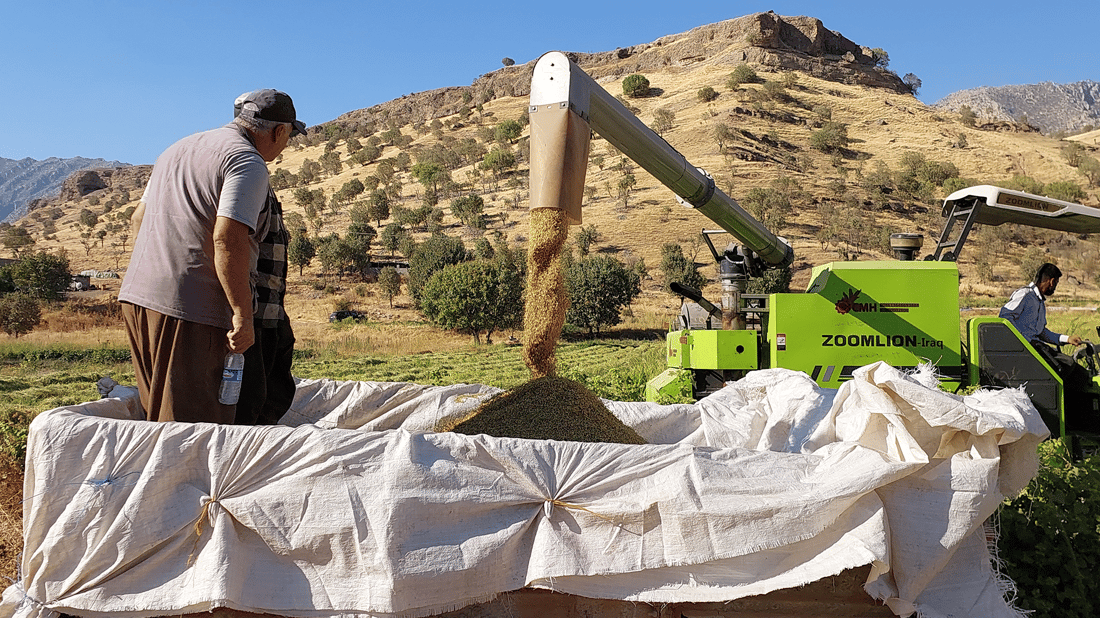 Duhok farmers begin harvesting local rice crop, production expected to reach 19,000 tons