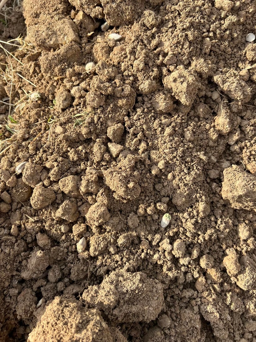 جوتیاره‌كه‌ى كرپچنه‌ بۆ یه‌كه‌مجار “كه‌نگر”ى ‌چاند