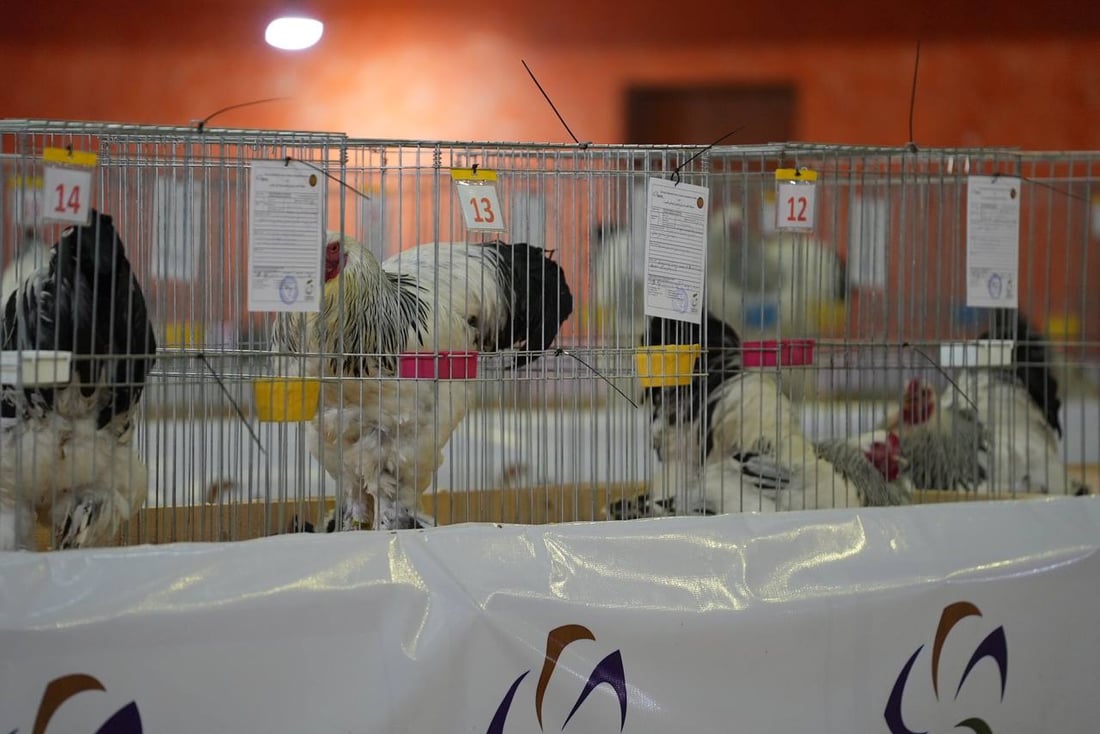 صور: دجاجة بصراوية وديك أربيلي أجمل طيرين في العراق.. مسابقة بإشراف تركي