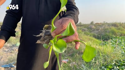 صور: زهرة النيل تقتل عنبر المشخاب عطشاً وتسد الجداول بعد بلوغ الشتلات 29 يوماً