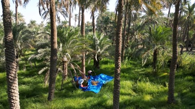 فيديو: صاعود قلعة صالح يعالج 10 نخلات يومياً و”الگصاص” سباق مع الزمن