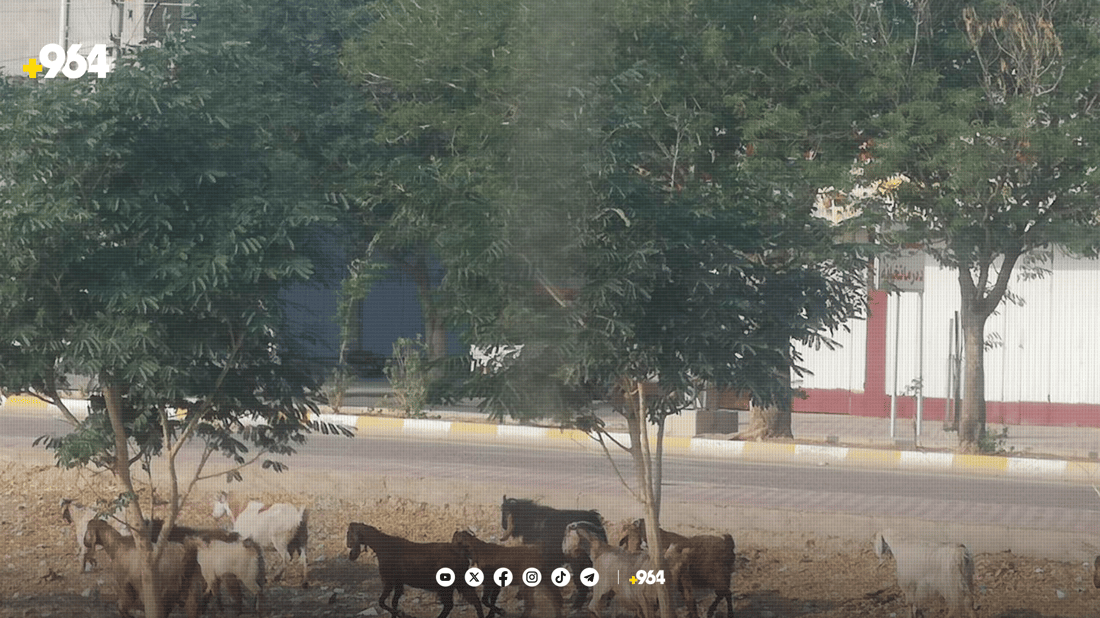 شارەوانیی رزگاری ناحیەکە سەوز دەکات و ئاژەڵەکانیش دەیخۆن