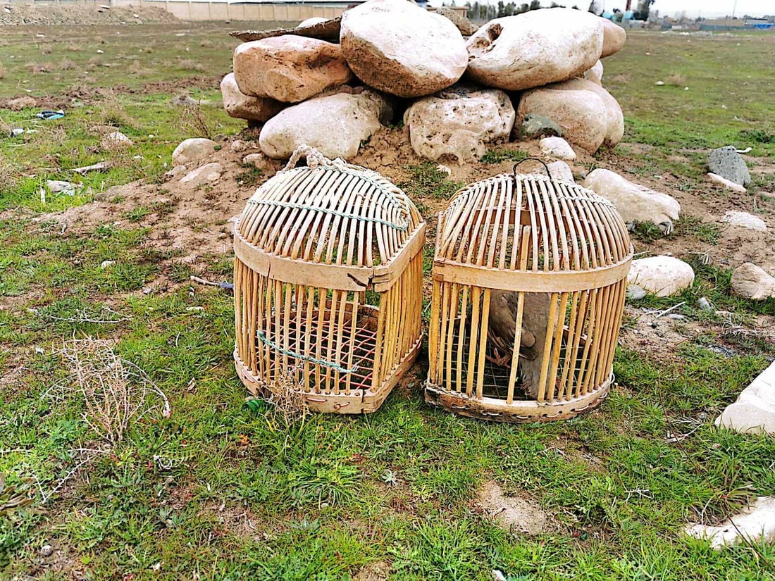 دوو راوچی بە ئۆتۆمبێلەوە دەستگیركران و كەوێكیش ئازاد كرا