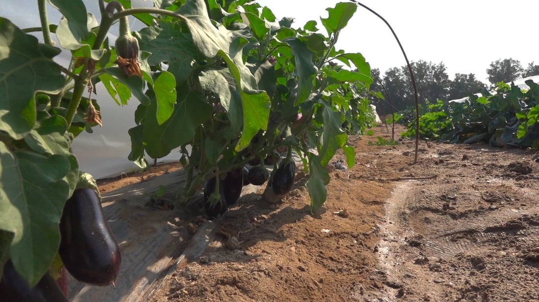 له‌ بیابانی به‌سڕه‌ پێنج جۆر باینجان پێگەیشت