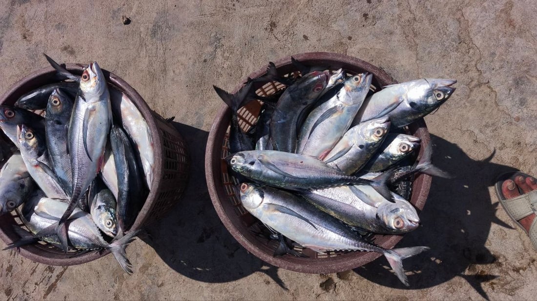 رياح عالية تؤخر إبحار الصيادين في الفاو وتحد من تنوع الأسماك بمرسى النقعة